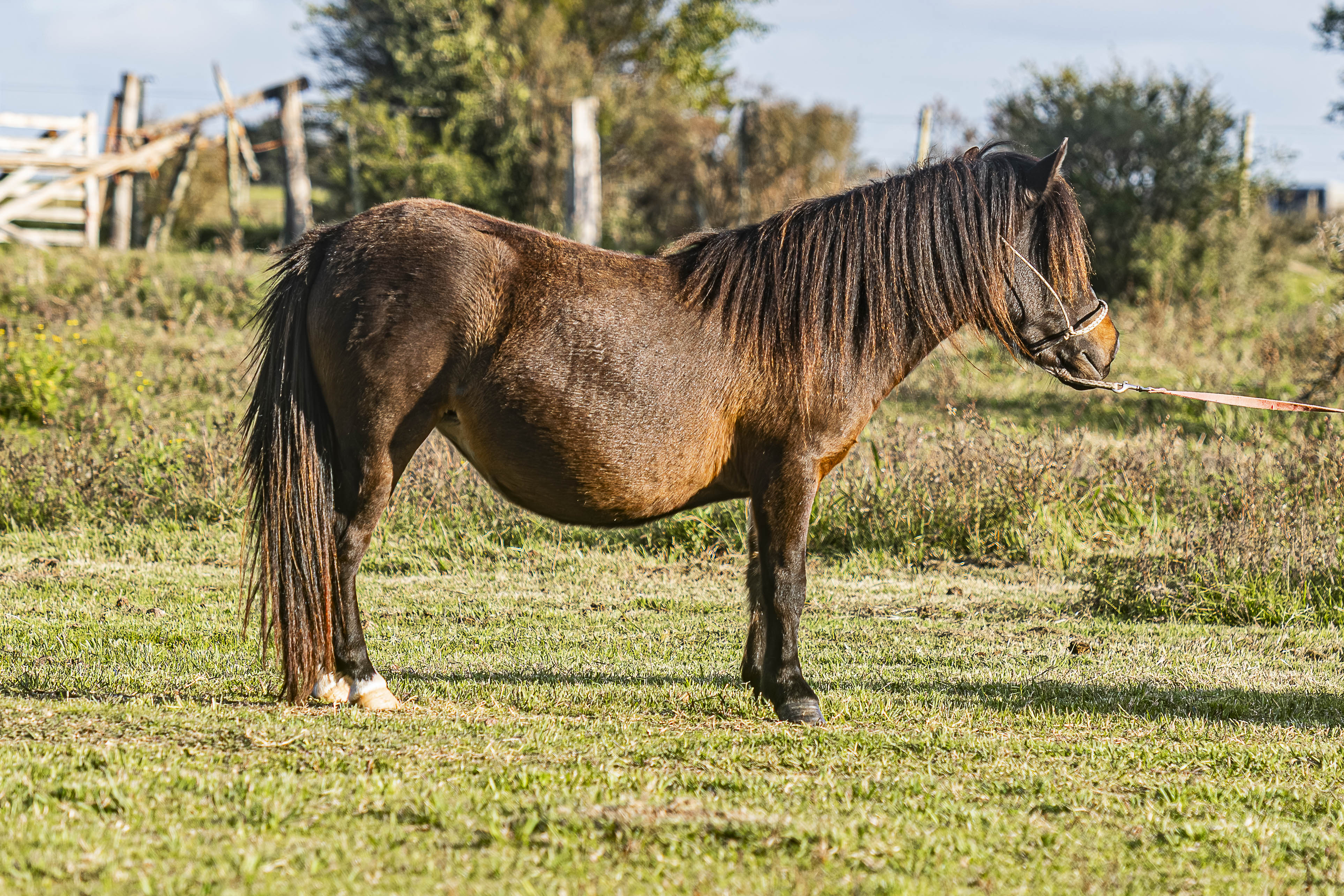 Potrillo Gen 2023 SHR Carminha - Cabaña SHR Poni Shetland Uruguay